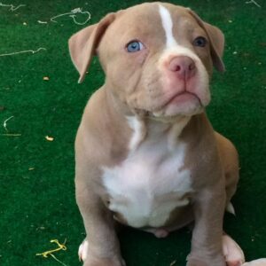 American Pit bull Ray