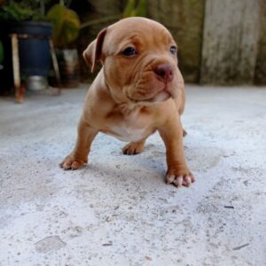 American Pit bull Emilly