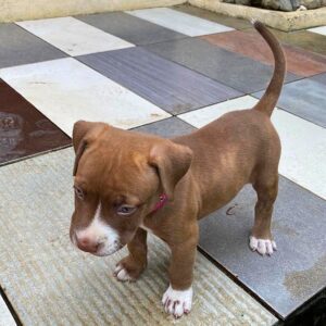 American Pit bull Sudsy